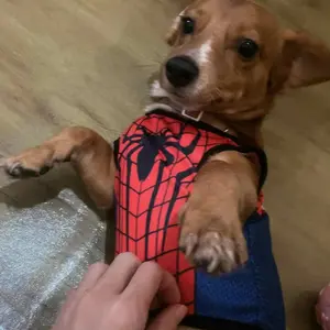 Baju Kucing Anjing Size Jumbo Kostum Spiderman Superhero Untuk Kucing Anjing Kelinci Monyet Anak Kambing