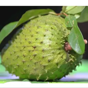 bibit tanaman SIRSAK MADU JUMBO asli valid siap dipesan