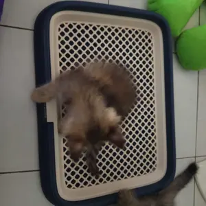 【kola panda】Anjing Toilet Anjing Tablet Gaya Terlepas Pelatihan Anjing