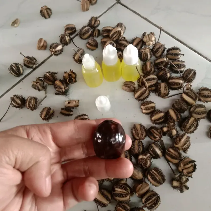 Minyak Buah Kaliki Original Hasil Perasan Dari Buah Kaliki - Minyak untuk aduan muncang/kemiri 2