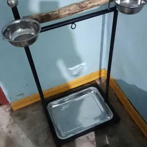 tangkringan burung beo kk tua parot