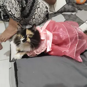 Baju Kucing Bahan Brukat Pastel Series / Baju Lebaran Idul Fitri / Size S-XXL / Y Belanja Gaes!