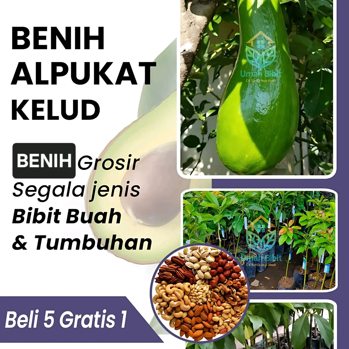Benih BBT Alpukat KELUD Super Besar (Siap Tanam dan Cepat Panen) benih