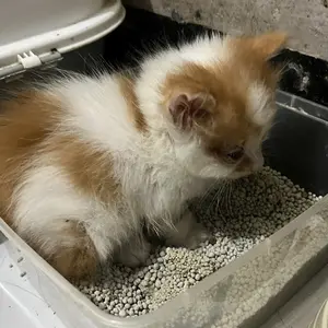 Pasir Gumpal Wangi 5 Kg Repack - Pasir Kucing Anjing Cat Dog