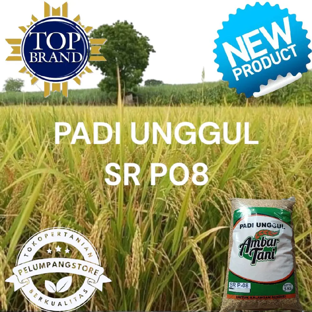 BIBIT PADI benih padi sr p08 ultra genjah kemasan 5kg PREMIUM