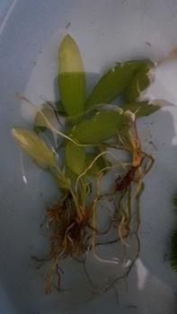 Product Review of Tanaman Sintetis Anubias SP Hiasan Aquarium - Harga per 1 Pohon from M**x 0