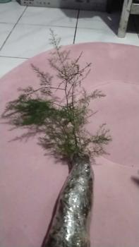 Product Review of helga bundling Anggrek Bulan dan dendro pcs - Kualitas Tinggi dan Desain Estetis bunga anggrek from i** u**i 0