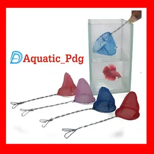 serokan kecil Ikan cupang