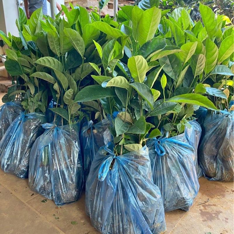 Cây giống mít tố ngựa vị sầu riêng ruột đỏ ươm từ hạt