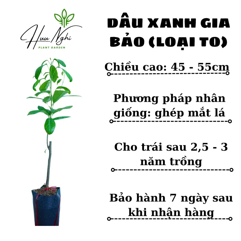 Cây giống Dâu xanh Gia Bảo (dâu da xanh), cây dâu xanh 2