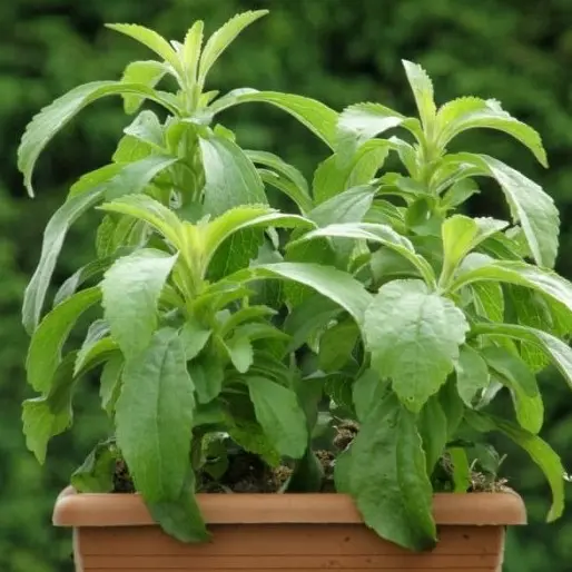 Bibit Benih Biji Tanaman Herb Daun Manis Stevia Rebaudiana Sugar Leaf 0