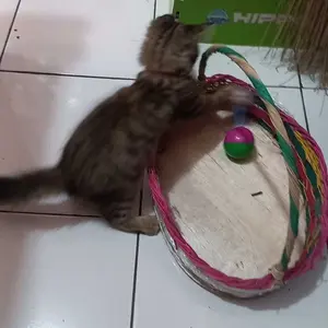 Mainan Kucing Bola Plastik Tikus Goyang Mainan Hewan Peliharaan Kucing Anjing Rattle Pet Toys Dog Cat Tumbler Mouse Swing Spring Mainan Per Kucing Bulu Goyang