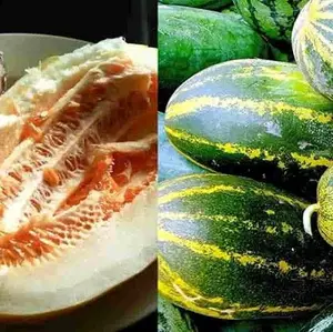 50 BUTIR BIJI / BENIH TIMUN SURI HIJAU