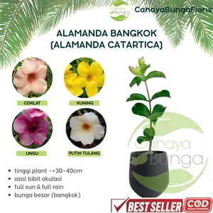 Bunga Hias Alamanda (Bunga Cathartica) - isi 4 warna - Ready stok