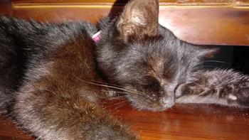Product Review of Kalung Kucing Bahan Kulit Bisa Costum Nama from ** 2