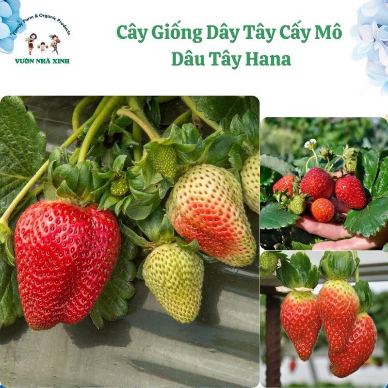  Mua 10 Tặng 1 Cây Giống Dâu Tây Hana 