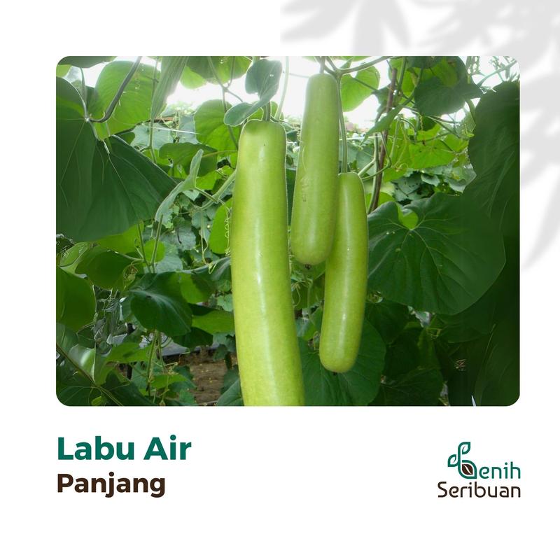 3 Benih Labu Air Panjang Balistik Super Bibit Sayuran Unggul Bintang Asia Tanaman Sayur Berkualitas 1