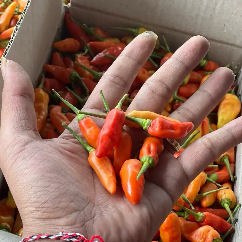 Cabe Rawit kemasan 500gr Pedas 1