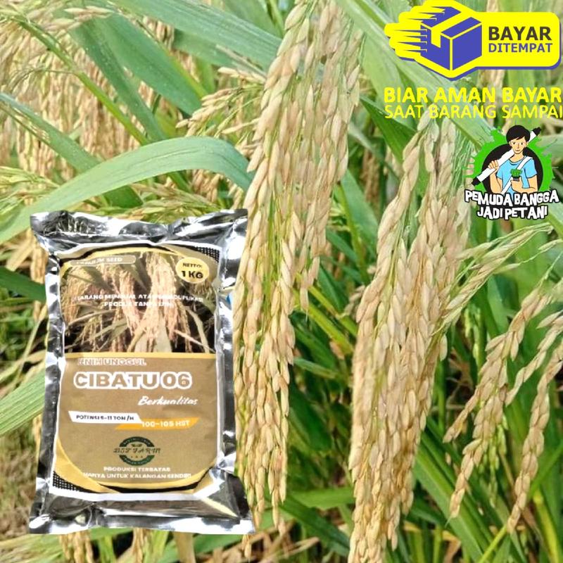 BENIH PADI CIBATU1KG (pengusaha tani@09) 0