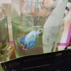 Fishkinian Box - Short and Long
