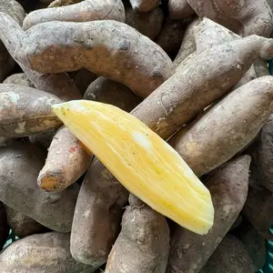 1kg Umbi Yakon Asli Pegunungan Ades Peru grade A premium isi 1 sampai 2 buah saja