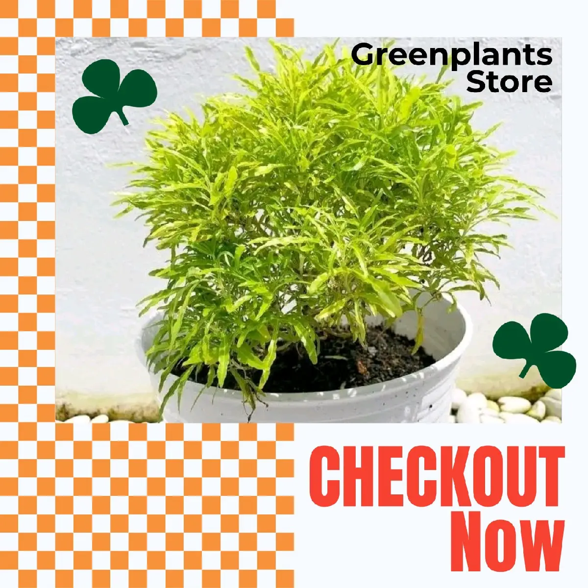 Artificial Pot Brokoli Kuning Yellow Hiasan Pothos Siap Kirim