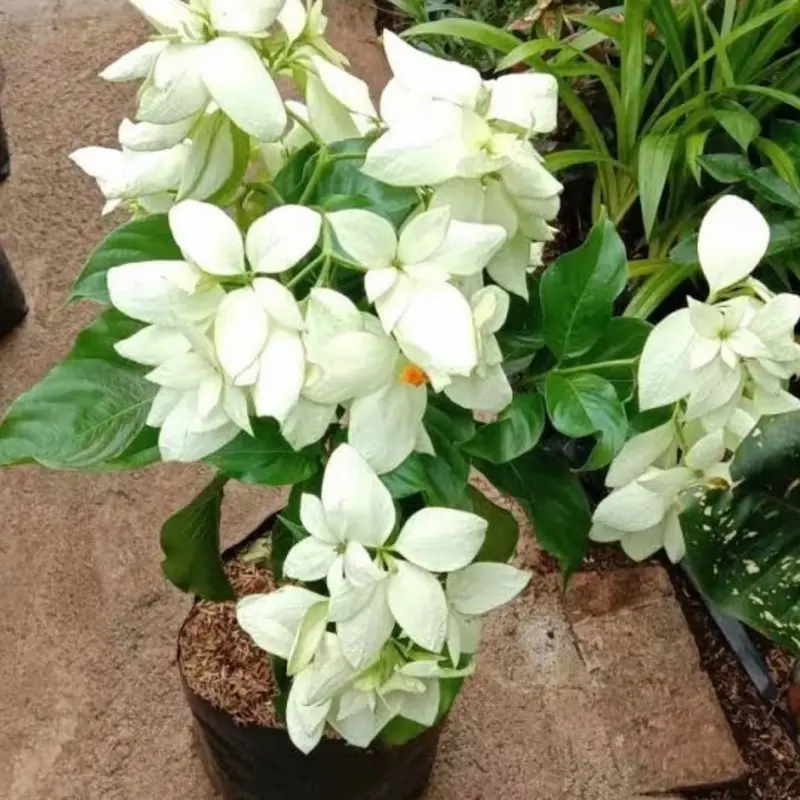 Artificial Tanaman Bunga Nusa Indah Putih Cantik dan Wangi Cock Untuk Indoor dan Outdoor