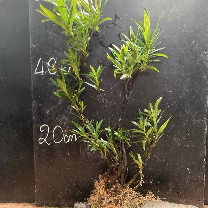 Mị nương size trung ngẫu nhiên. đã thuần nước từ 40 cm đến 60 cm