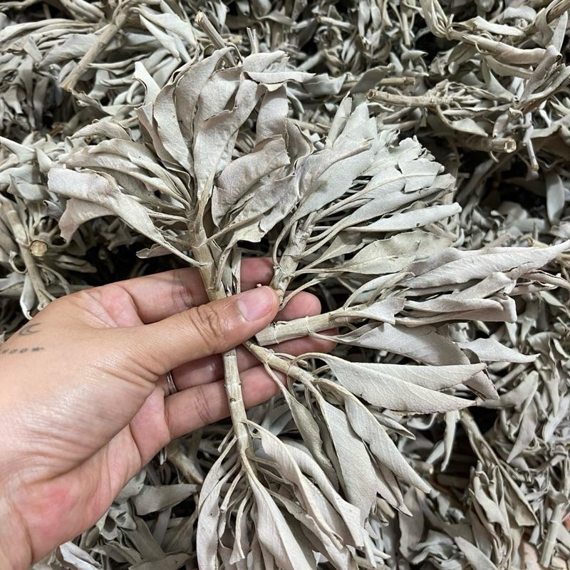 Búp Lá Xô Thơm Trắng White Sage - Thảo Mộc Xông Nhà