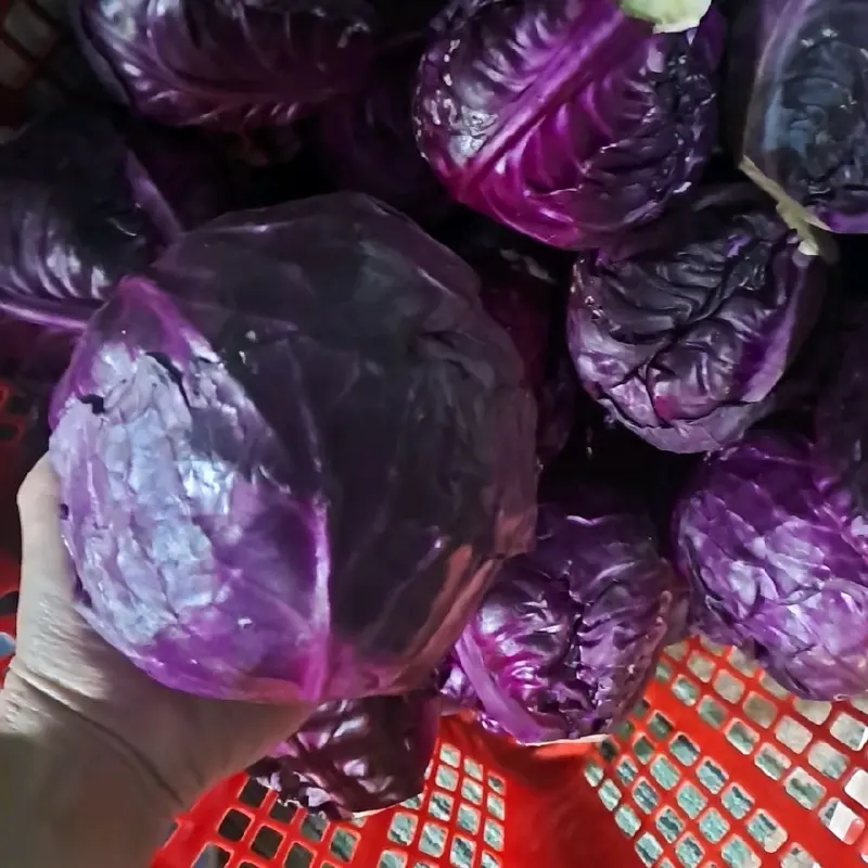 Kol Ungu Segar 1 kg - Produk Segar Berkualitas dengan Kemasan Aman dari Toko Kami 4