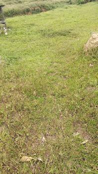 Product Review of 【Original】20L ECOMAX Crop Protection Glyphosate 41% Weed Killer Herbicide (Racun Rumpai / Lalang) – Racun Herba Terkuat & Termurah, Kesan Pantas from n**y 1