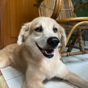 Catapaw Shampo Kucing Anjing Anti Jamur dan Scabies / Shampoo Obat Jamur dan Scabies pada Hewan