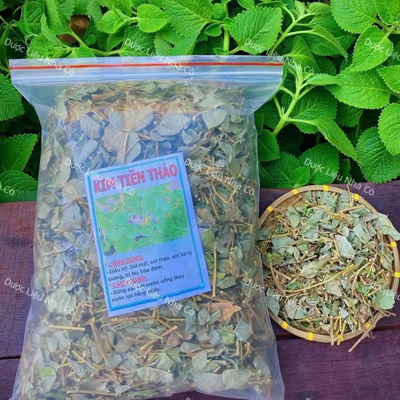 Cây Kim Tiền Thảo - Hàng xanh sạch đẹp ( Đóng túi 1 kí)