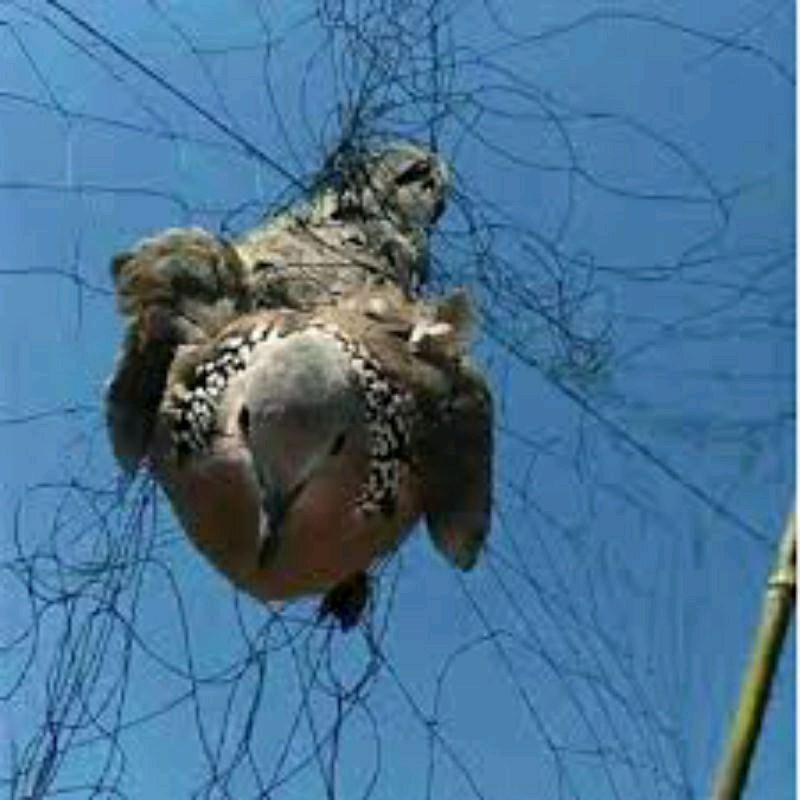 jaring burung/jaring burung kecil/jaring segala burung/jaring burung perkutut/jaring burung siap pasang 2