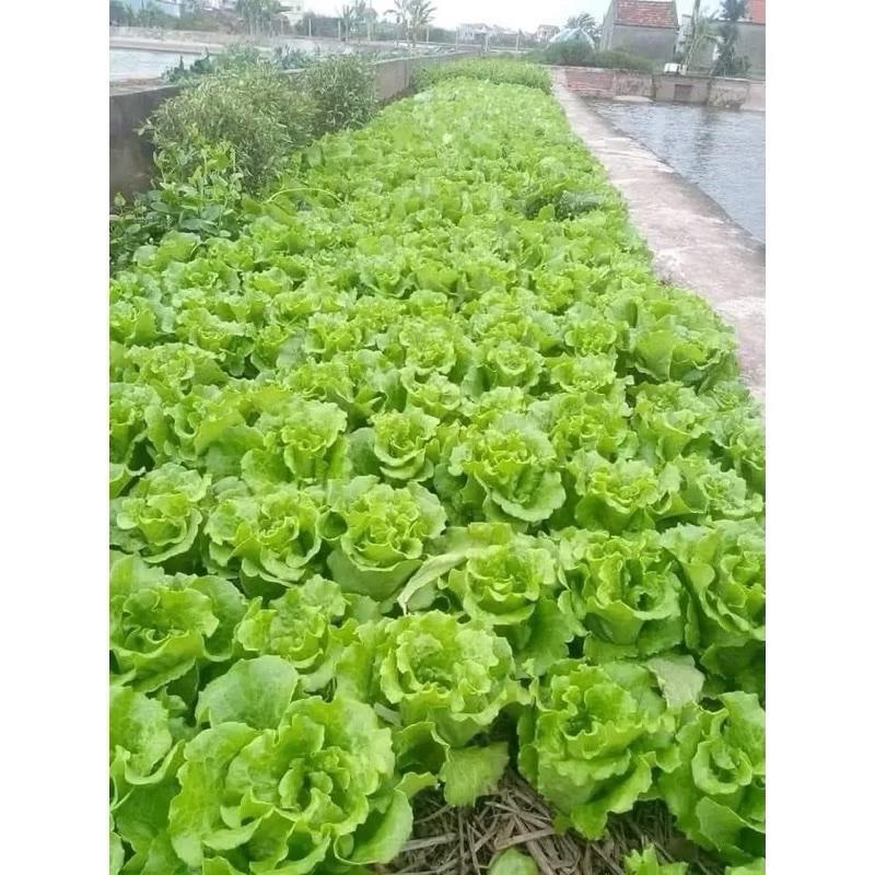 ￼Siêu ra rễ cực mạnh, kích bật chôi , mầm , hạn chế vàng lá Thần Kỳ 7