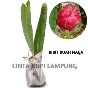 Termurah Bibit Buah Naga Merah Berkualitas Cocok Untuk Kebun Dan Taman Rumah Hasil Lezat Dan Berwarna Merah