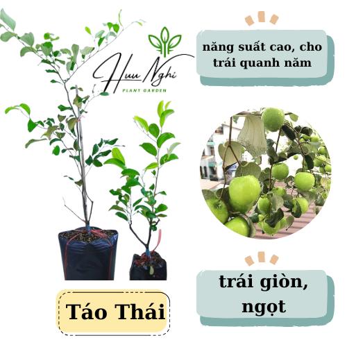Cây giống Táo Thái da xanh thế hệ mới, năng suất cao cho trái quanh năm, cây táo thái