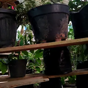 Ikat Pinggang Pria Zink Alloy Belt Outdoor Automatic Buckle Tali Nylon Canvas dengan Pilihan Warna Hitam Biru dan Coklat Muda Sabuk