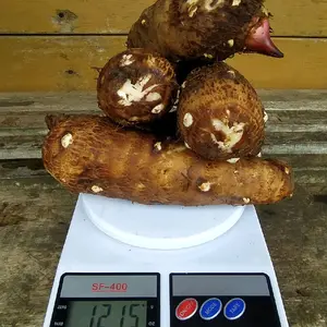 Umbi talas kimpul lokal pulen per 1 kg fresh