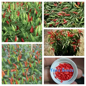 Benih Tanaman Cabe Rawit Annuum Biji Merah F1