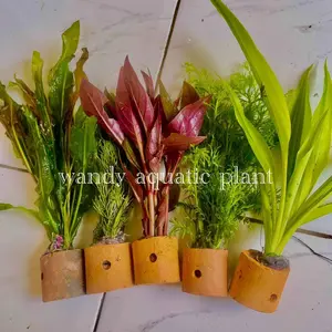 tanaman aquascape 5jenis untuk aquarium