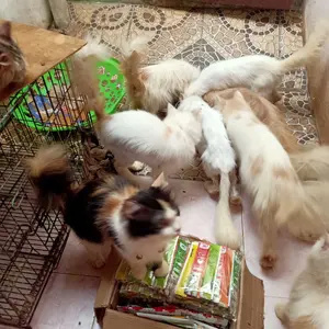 OYISI 10~150pcs Camilan Kucing Premium /Makanan Kucing Basah /  Camilan Kucing Penambah Berat Badan  / Camilan Kucing Basah dengan Tekstur Krim