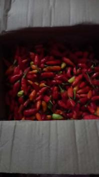 Product Review of Cabe Rawit Kemasan 1kg Pedas from p**i 9** 1