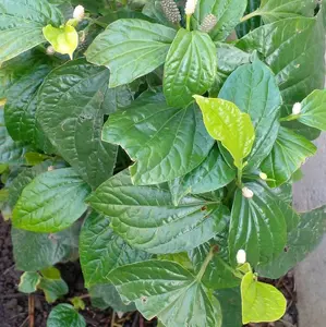 Tanaman Bibit Pohon Karukan Hidup - Bibit Pohon Karukan Hidup untuk Taman dan Rumah