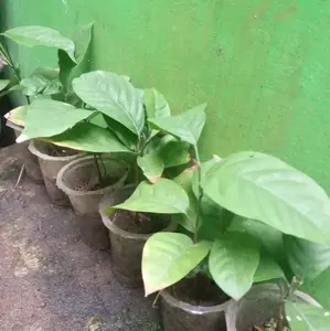 bibit duku unggul tanpa biji