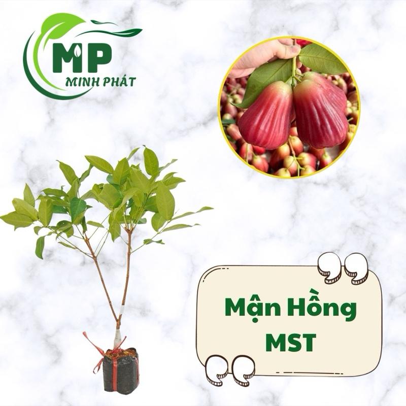 Cây giống Mận Hồng Sóc Trăng MST trái ngọt ,giòn đặc ruột