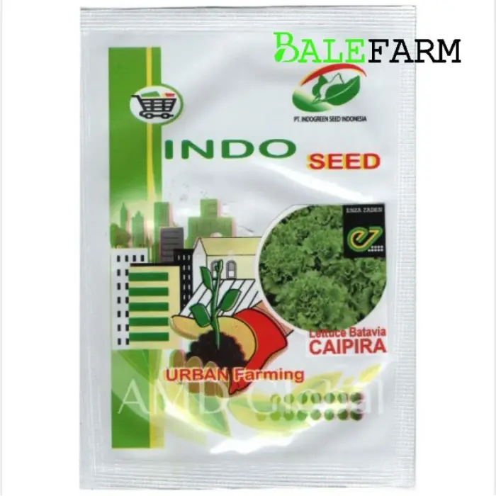 TERLARIS Benih Selada Caipira Lettuce Batavia Caipira Enza Zaden EZ