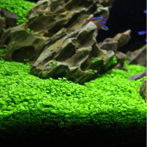 300 Granos,Semillas de Planta Acuática Alfombra de Cuba,Cubierta Densa,Fácil de Cultivar,Decoración de Acuarios,Decoración de Estanques