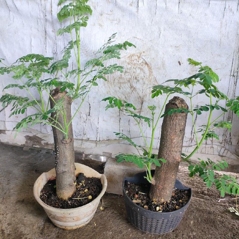 Pohon Bonsai Kelor | Tinggi batang keras | Batang tunggal 0