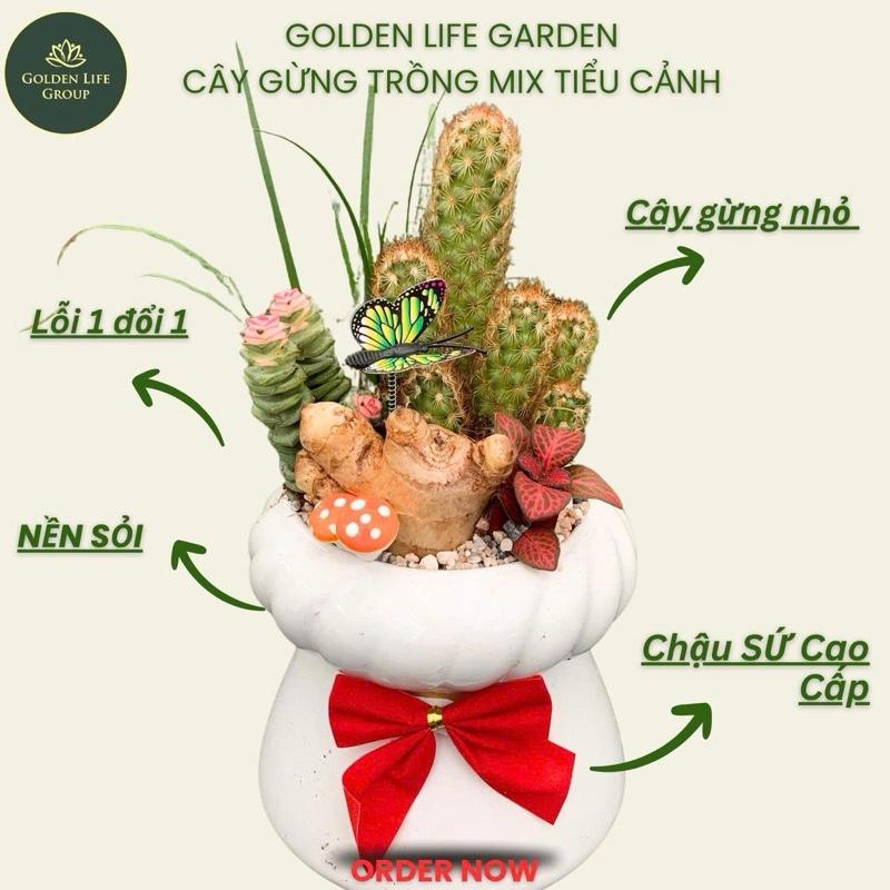 Cây Gừng Tài Lộc Mix Tiểu Cảnh Chậu Gốm Sứ Cao Cấp Giao Mẫu Chậu Ngẫu Nhiên - Decor Nhà Văn Phòng - Cây gừng thuỷ sinh - tiểu cảnh bonsai gừng - cây gừng phong thuỷ - Củ Gừng để bàn